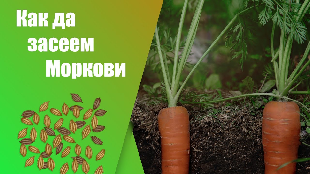 Как да посеем моркови и тяхните ползи за нас - стъпка по стъпка.