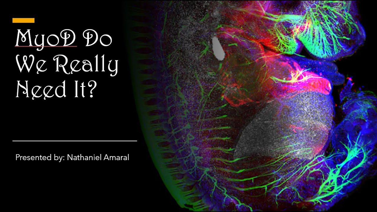 MyoD in a developmental context -- Devo BIOL 4061