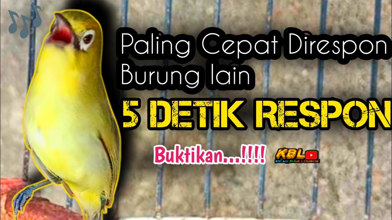 CIAK DAN JOS  KECIAL KUNING AMBARAN || MASTERAN FAVORIT KECIAL KUNING LOMBOK