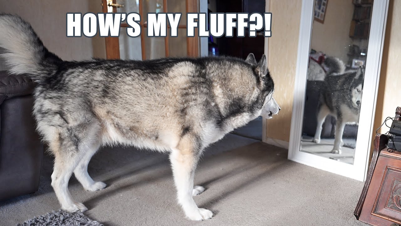 Husky Checks Himself Out In Mirror Before Date!