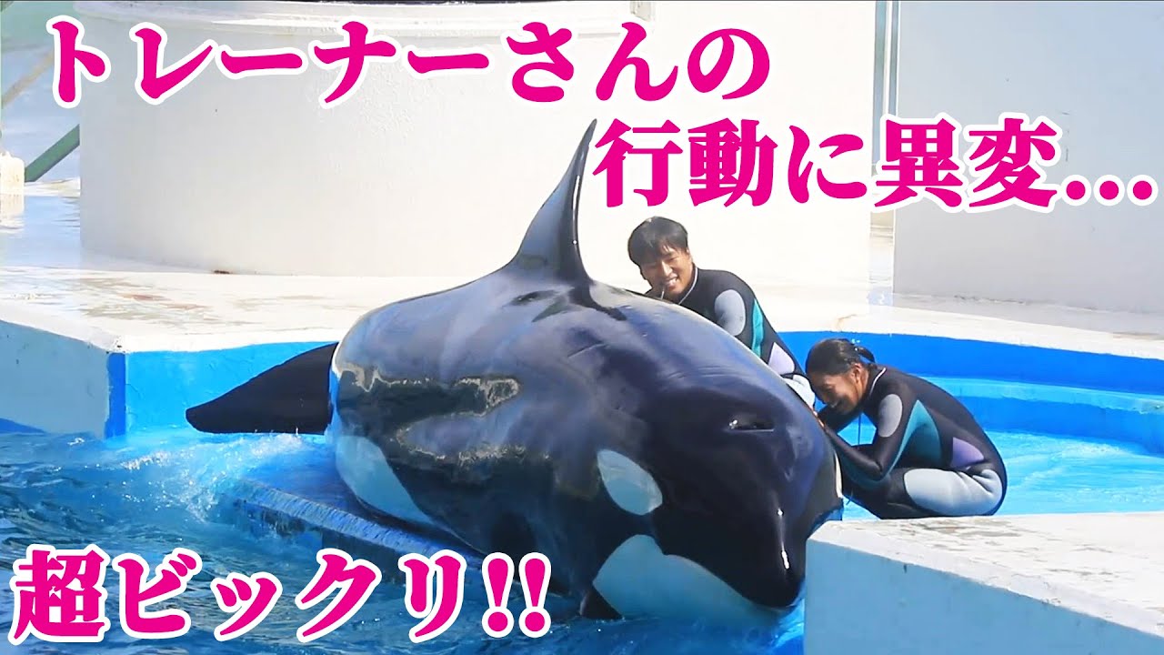シャチパフォーマンス中、トレーナーさんのまさかの行動にビックリ!! 鴨川シーワールド シャチショー KamogawaSeaWorld  orca killerwhale