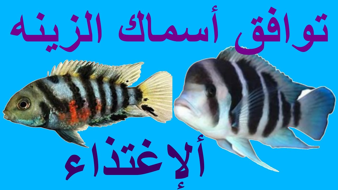 ألإغتذاء وتوافق أسماك ألزينه