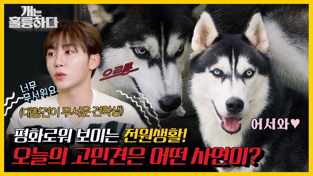 [#피크타임] 음식도 모자라 양말, 휴지까지..? 선을 넘는 허스키 루나의 충격적인 식탐 | #개는훌륭하다 | KBS 211025 방송