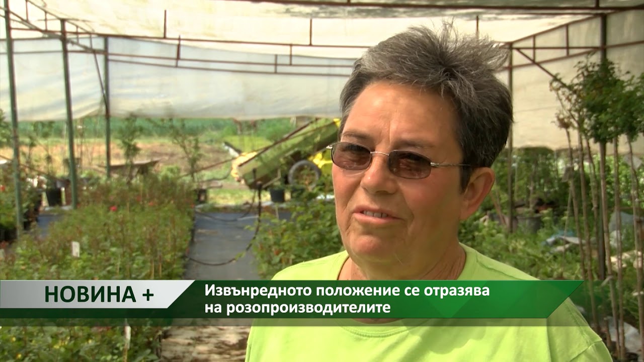 Новина плюс: Извънредното положение се отразява на розопроизводителите, автор: Ана Минева