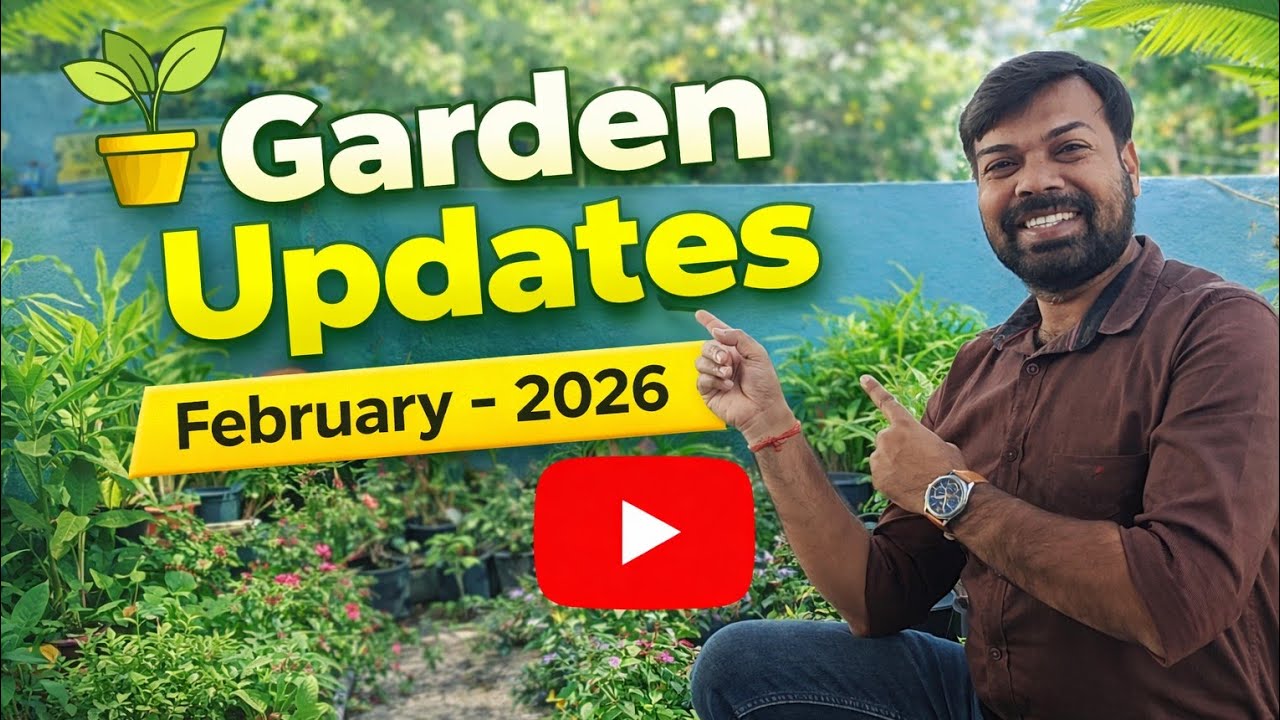 Garden Overview February 2026/Garden Updates Feb 2026/ Garden Tour/ Garden Overview 