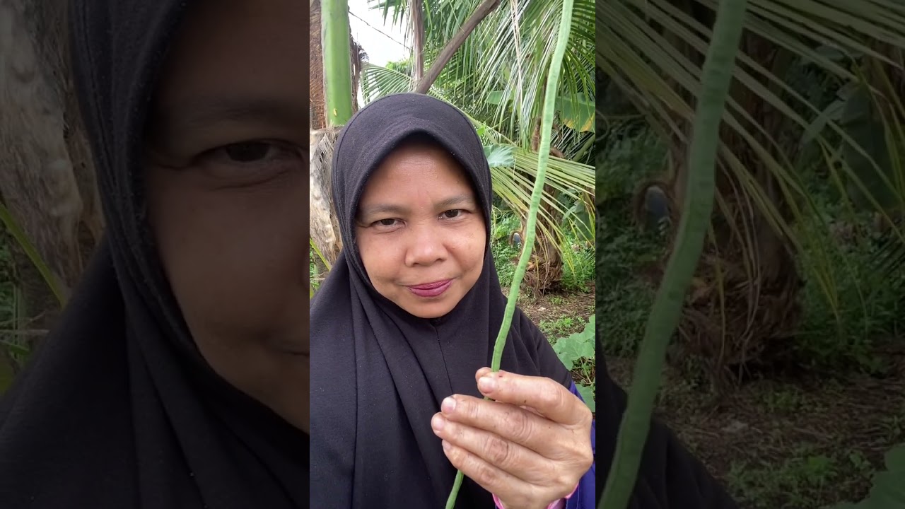 Santai-santai Review Limau Mandarin 🍊di kebun & Selfie dengan Pokok-pokok.🌱🪴🌴