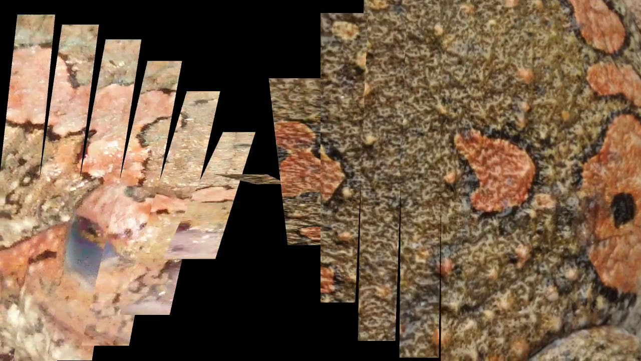 Cool behaviour of Painted Frog, Uperodon taprobanica