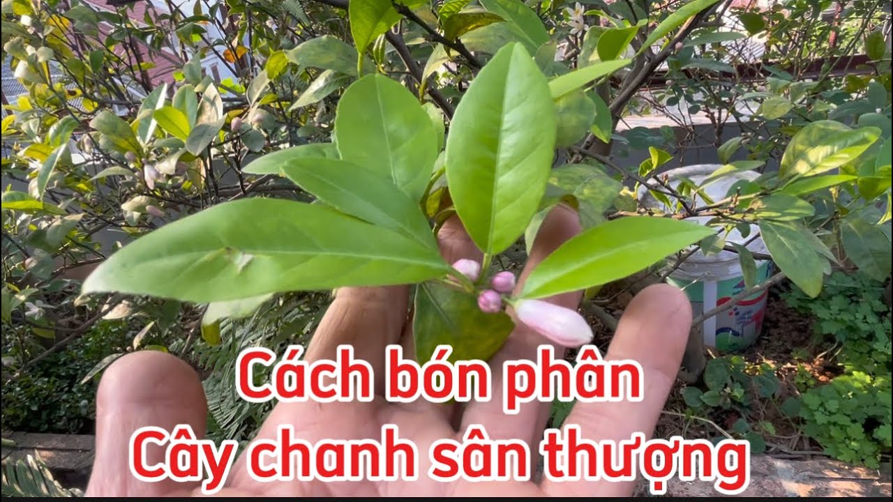 Cách bón phân cho cây chanh nhiều hoa sai quả