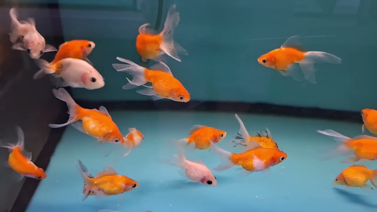 TARKUS AQUALIFE - NEW STOCK OF FISH ARRIVED 11/06/24