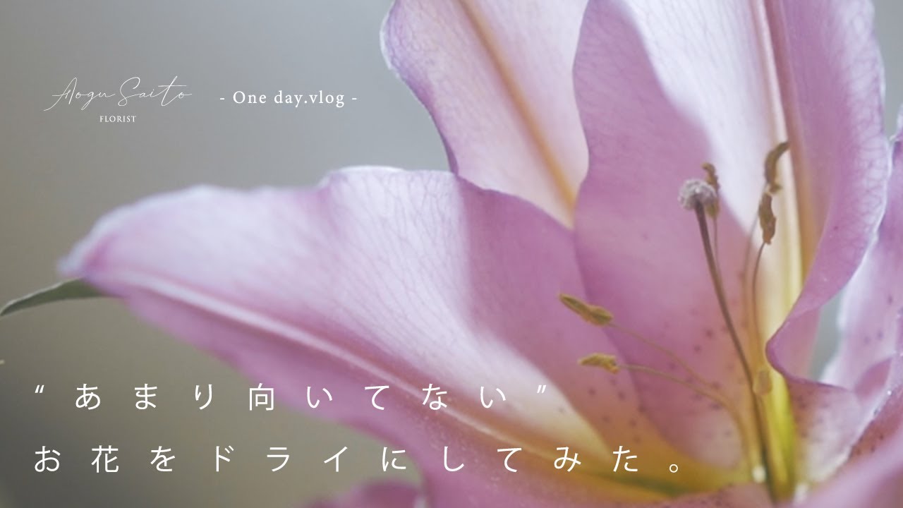 ドライフラワー【シリカゲル法】向いていない花はドライにならないのか... ？【検証】 florist vlog