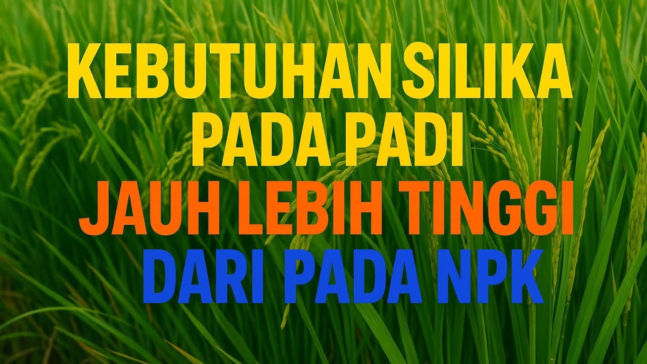 KEBUTUHAN SILIKA PADA PADI JAUH LEBIH BESAR DARI PADA NPK 