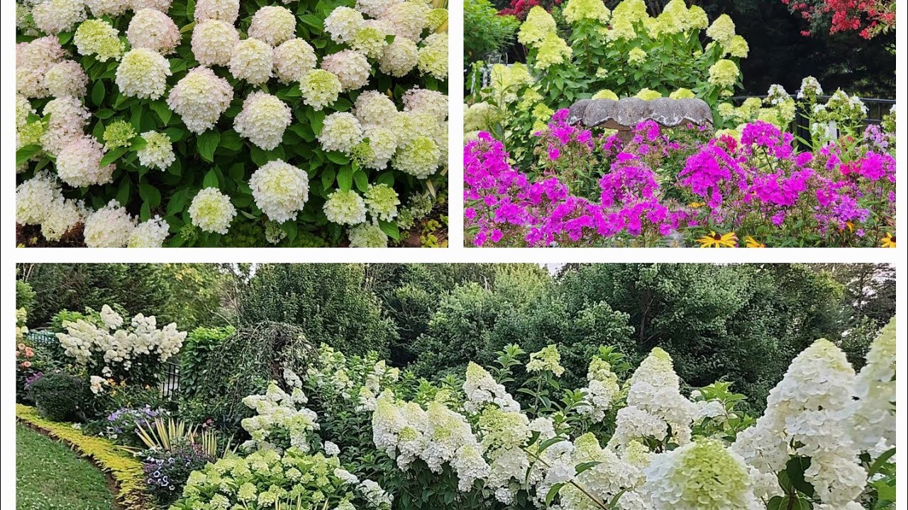 July 2024  panicle hydrangea garden tour