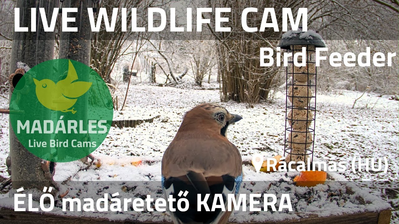 **TEST STREAM** LIVE Wildlife 4K Cam - Bird Feeder (Rácalmás, Hungary)