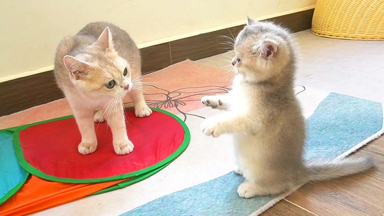 Tiny kitten Piano, who punched his mother cat and got smacked back, is so cute
