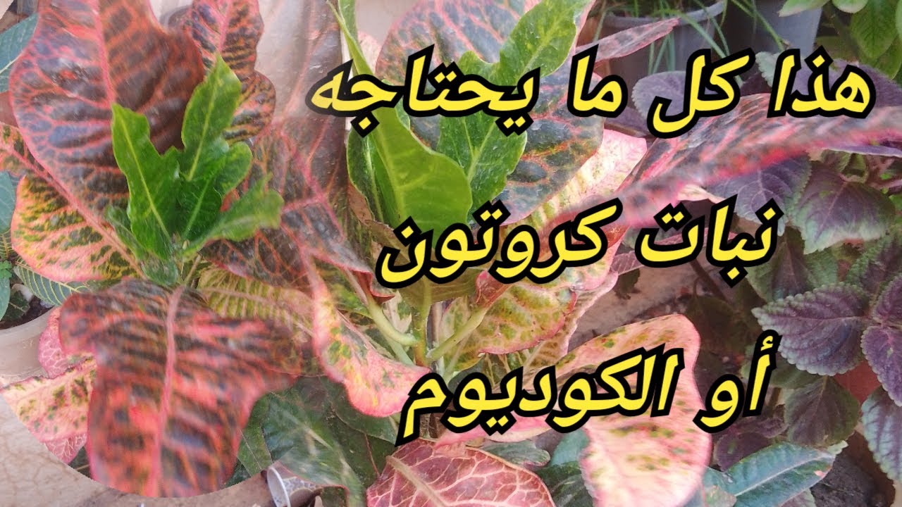 طريقة  العناية والزراعة نبات كروتون أو الكوديوم وأكثر من 50اسم من الكروتون النادرة والجميلة