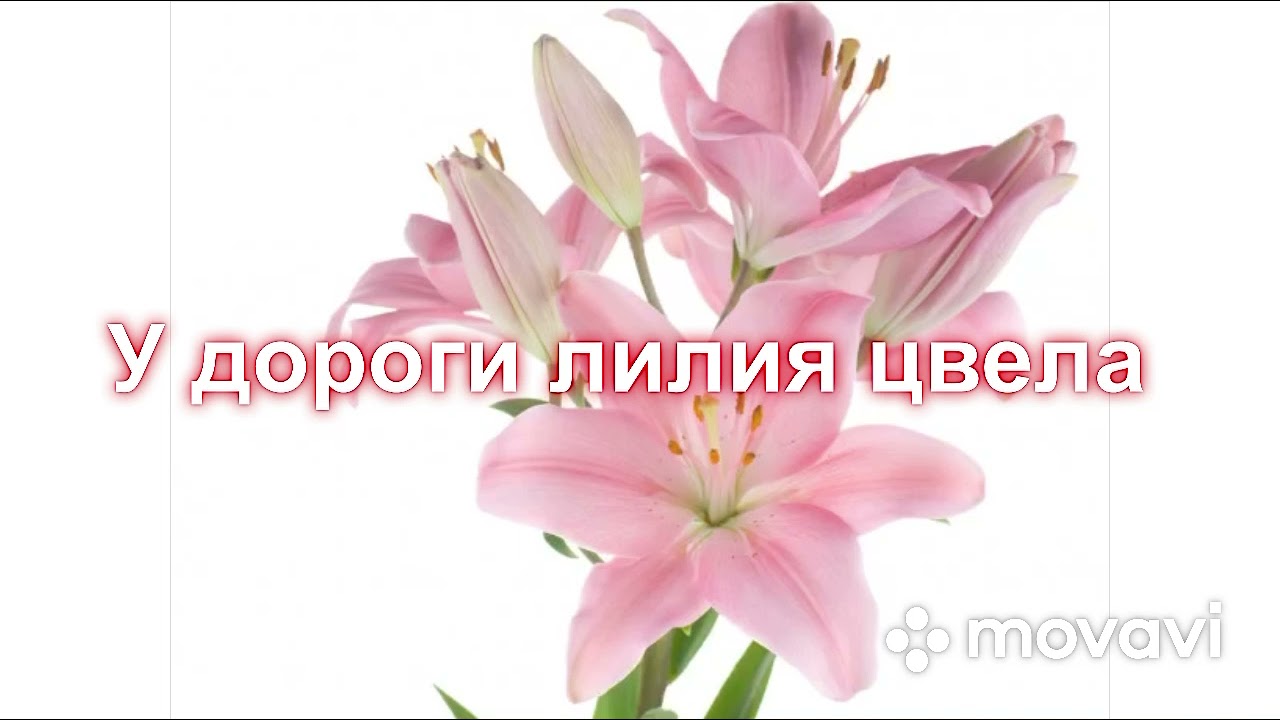 “У дороги лилия цвела”. Назаруки