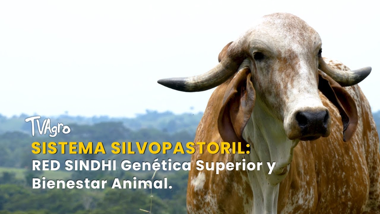 Sistema Silvopastoril: RED SINDHI Genética Superior y Bienestar Animal-TvAgro por Juan Gonzalo Angel