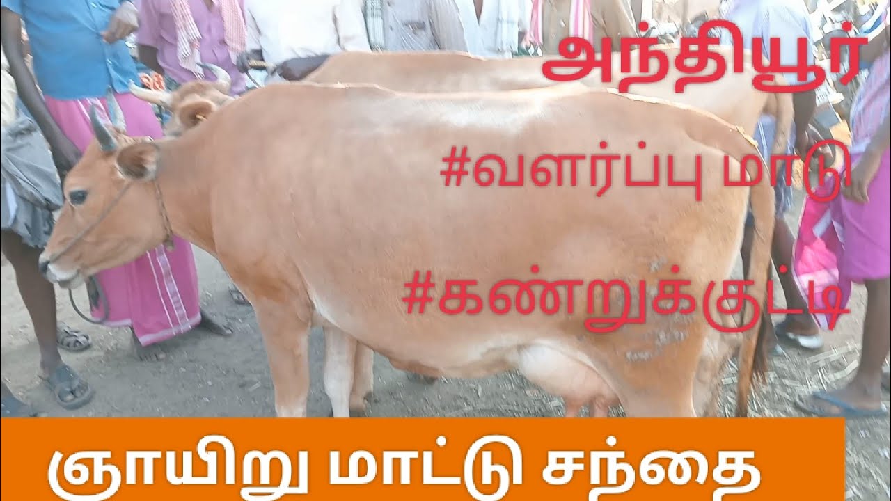 அந்தியூர் மாட்டுச்சந்தை வளர்ப்பு மாடு ஞாயிறு சந்தை 16/04/23