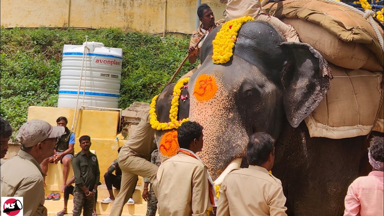 Mysore Dasara 2023 : Jumboo Savari Elephants Puja @ Mysore Palace