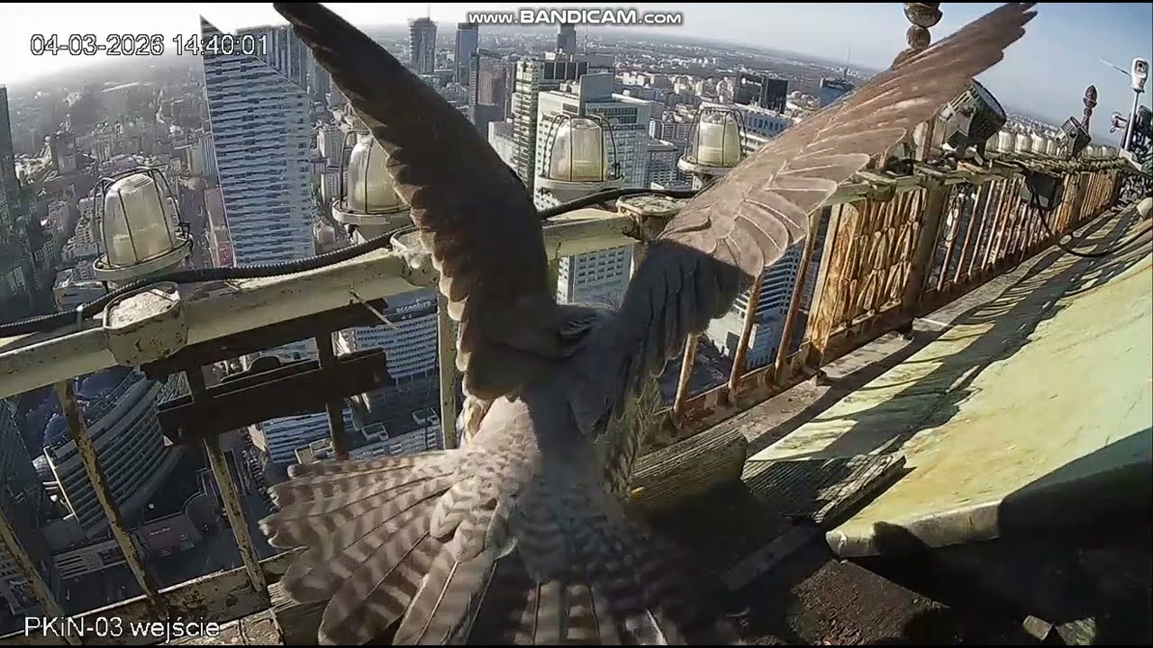 PKiN Warszawa  PL - Hrabia arrived to nest, Female with food on gallery , He departure-2026 03 04 13