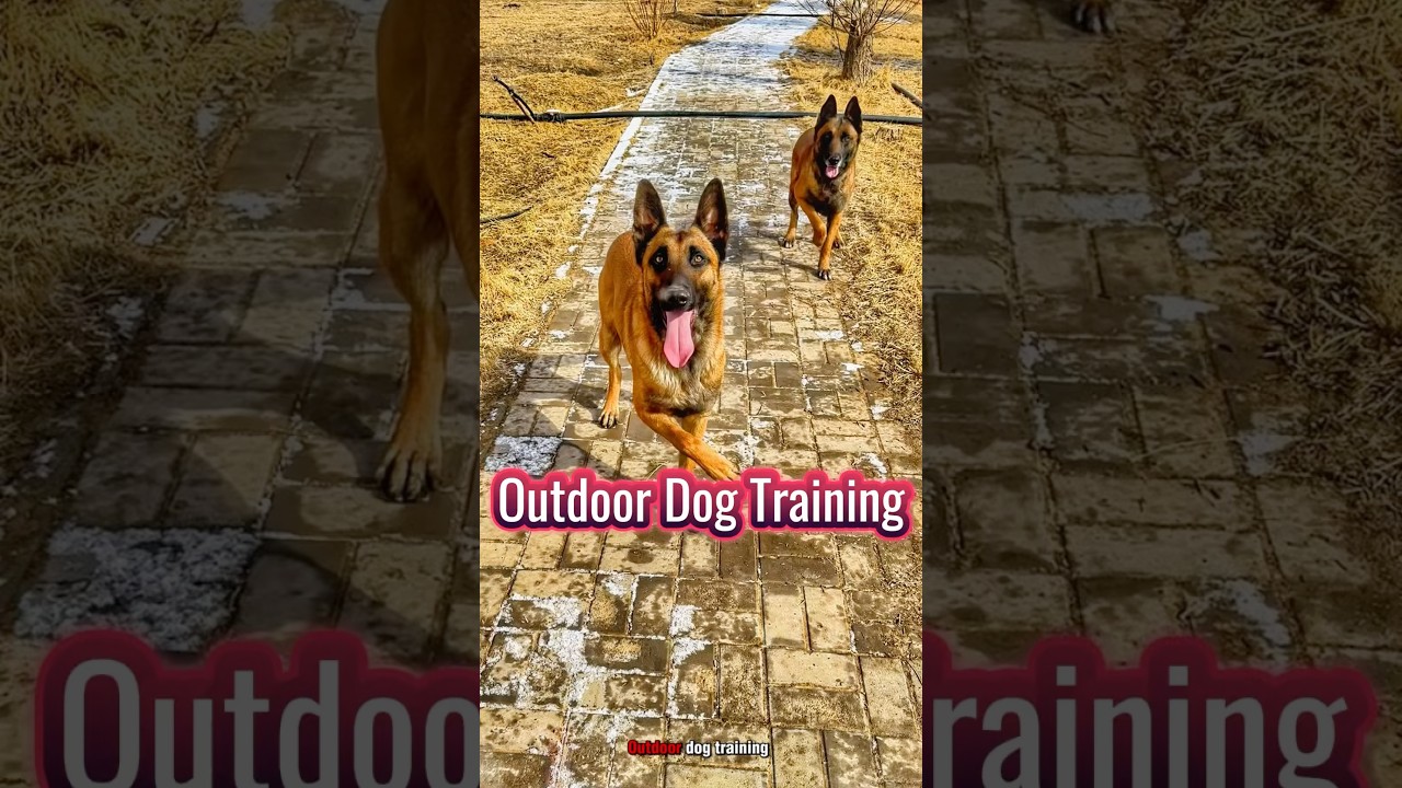 Outdoor Dog Training: Boost Your Dog’s Skills in the Great Outdoors 