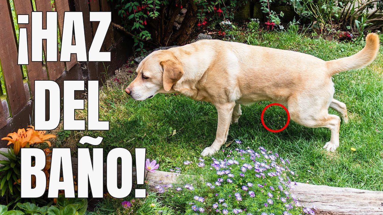 Como Enseñar a un PERRO a Ir al BAÑO donde QUIERAS - 100% EFECTIVO