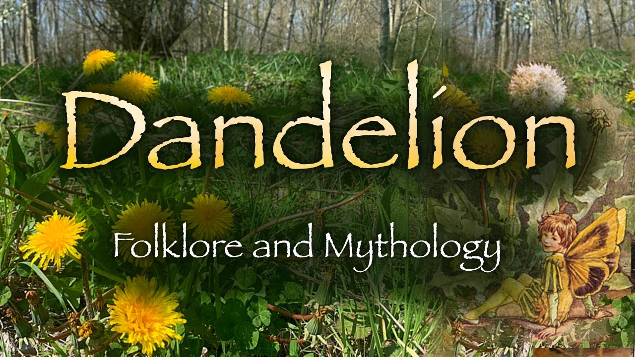 Dandelion. Folklore, Mythology and Symbolism of the Dandelion flower (Taraxacum)