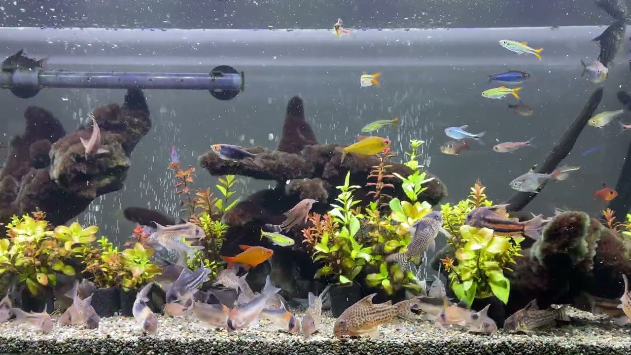 Relaxing Aquarium 1642 / 熱帯魚50種混泳水槽 アクアリウム ディナータイム 4K