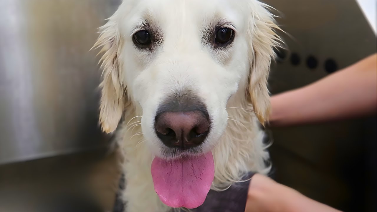 Peppi the Golden Retriever’s Undercoat Wash & Shape Cut – Grooming Done Right 💛