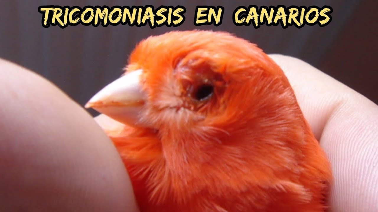 Tricomoniasis en canarios y soluciones.....🤔