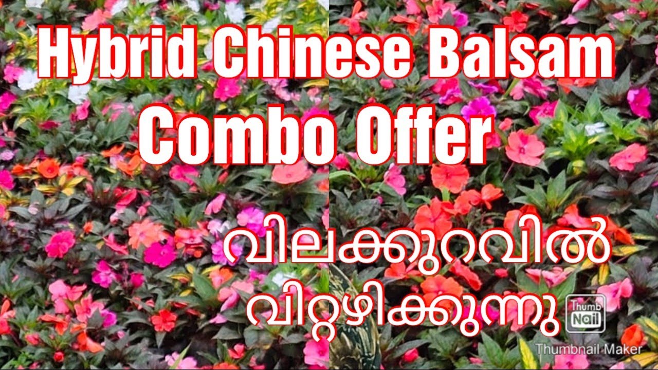 Hybrid Chinese balsam# combo offer# sale # plants# online# flowering plants # malayalam#