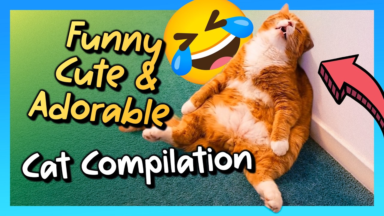 Funny Cute & Adorable Cat Compilation 😂🐈