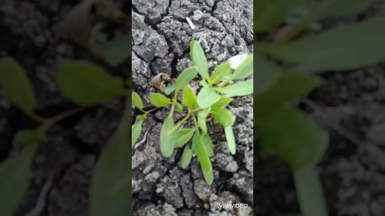 مشاكل وحلول عدم إنبات محصول بنجر السكر الكثافه النباتيه العاليه 400000 بنات للفدان تعطي 40طن للفدان