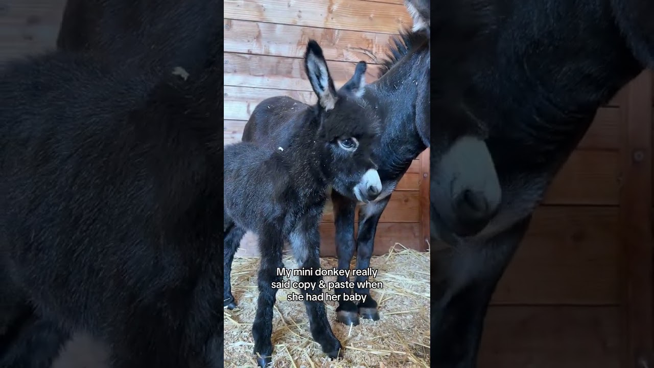 Mamas mini farm farmtok farmanimals donkey minidonkey #farmtok #horse #farmanimalct #easyanimal