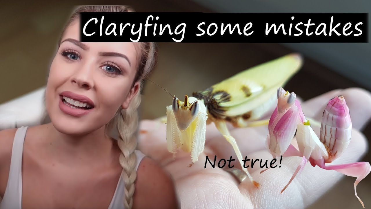 Taylor Nicole Dean's Orchid Mantis | So much misinformation