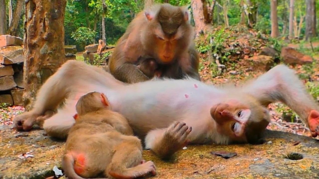🐒 Mama Libby Hugs Baby Levy While Massaging Pregnant Pretty – So Sweet!