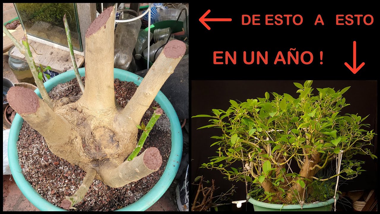 Bonsai de Omb&uacute;, c&oacute;mo lograr una ramificaci&oacute;n masiva en un a&ntilde;o!