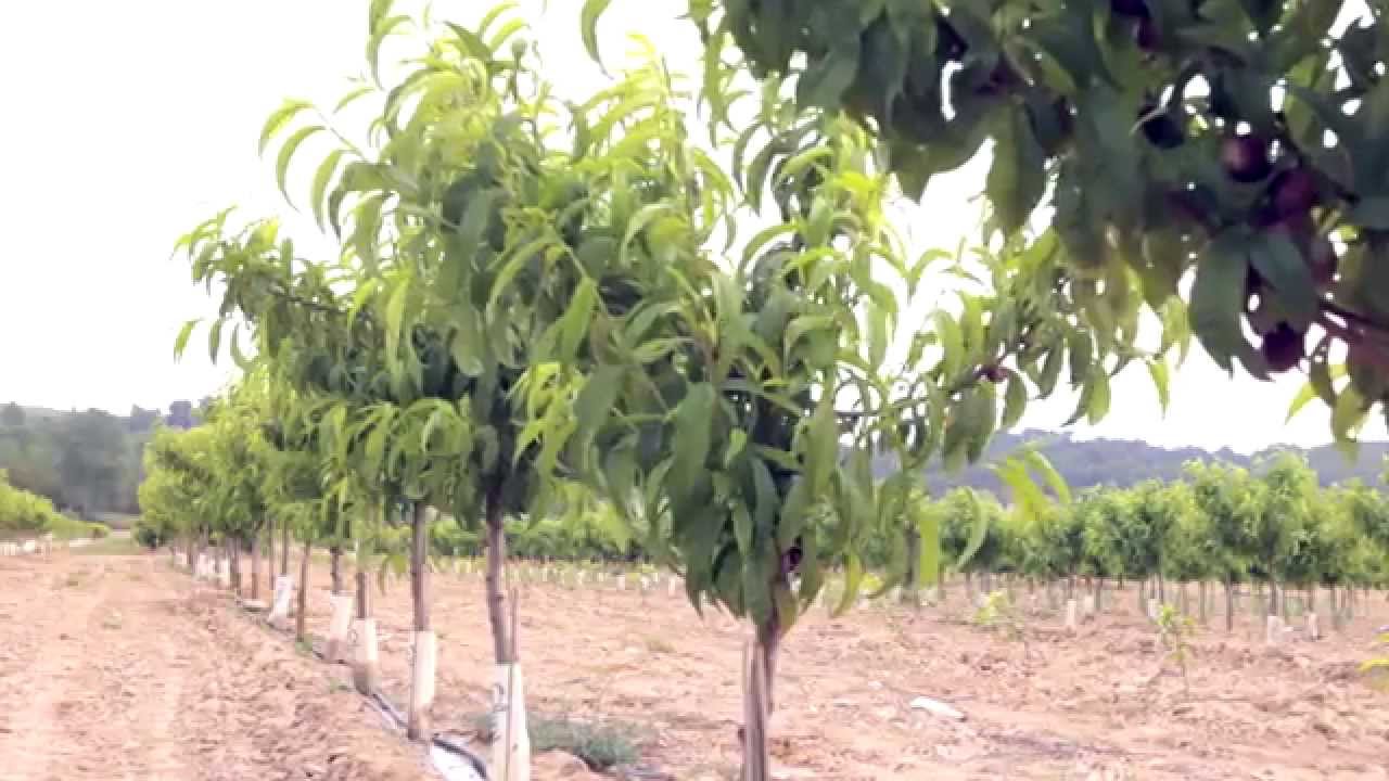 Who We Are: Agromillora Group. It's in our Nature (Español)