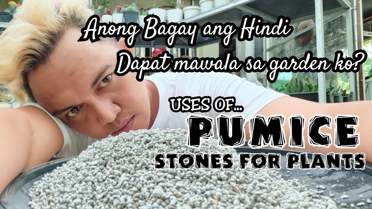SIGNIFICANT USES OF PUMICE STONE FOR PLANTS /Unboxing of Gifts