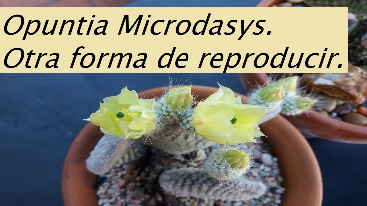 Opuntia Microdasys Albispina. Oreja de Mickey. Dos formas de reproducción. 