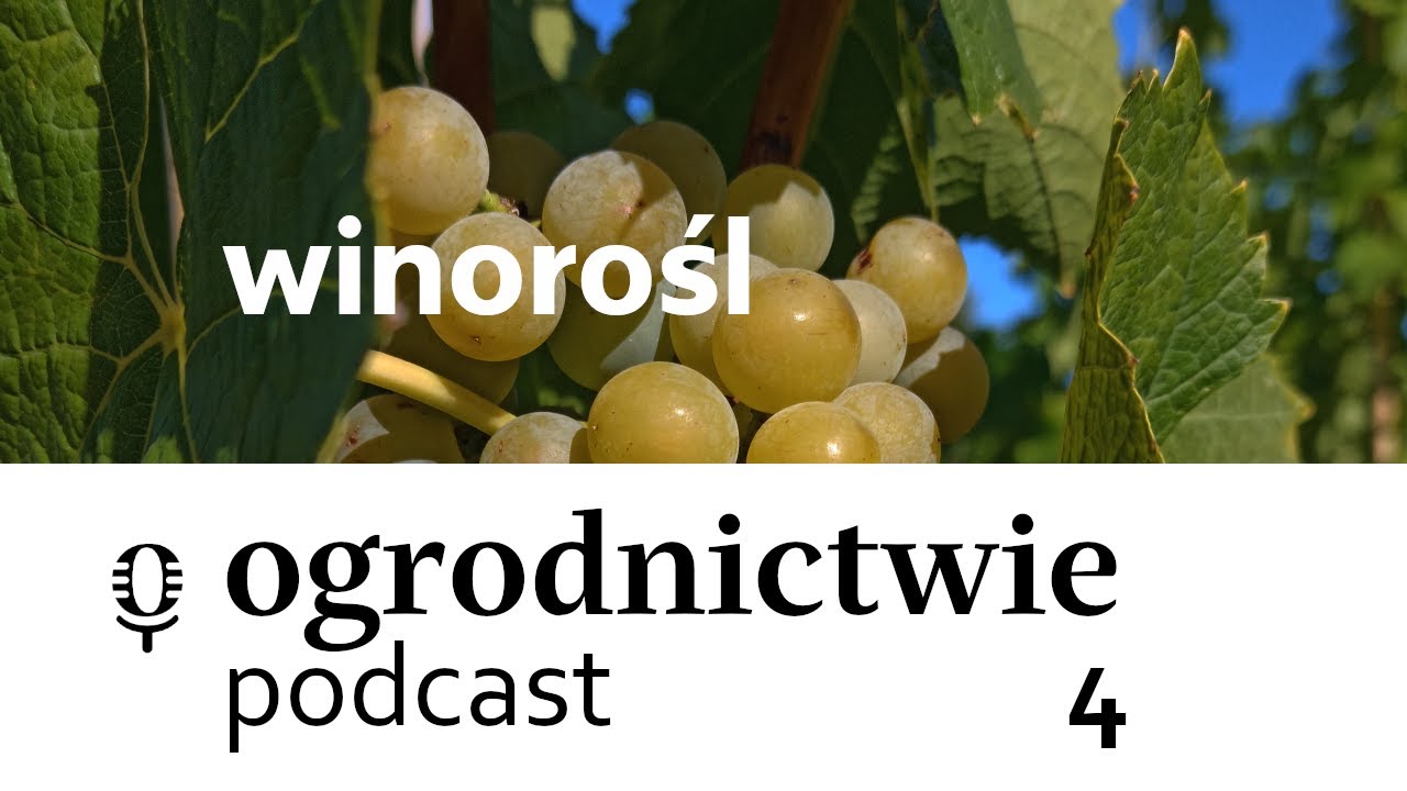 #004 winorośl - o ogrodnictwie