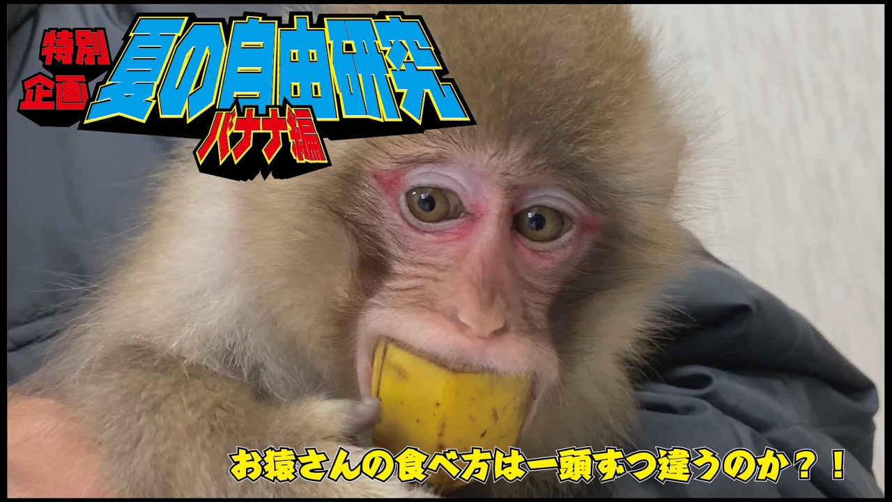 【夏休みの自由研究①】お猿さんのバナナの食べ方はどう違う？リラックスタイムもあるよ
