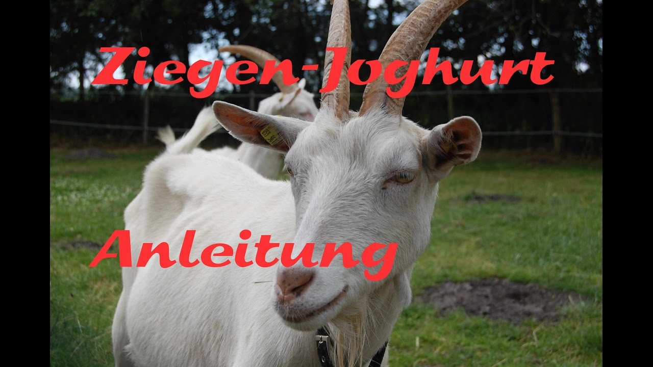 Ziegen Joghurt selber machen Anleitung Ziegenprodukte, Frischkäse