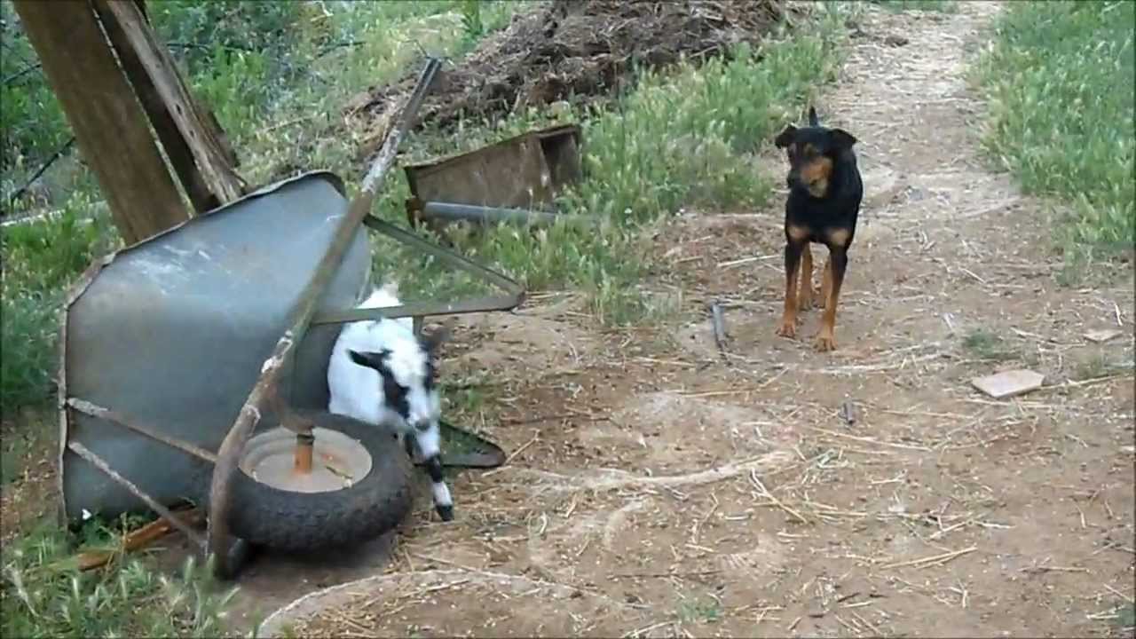 Capretta  tibetana che attacca il cagnolino
