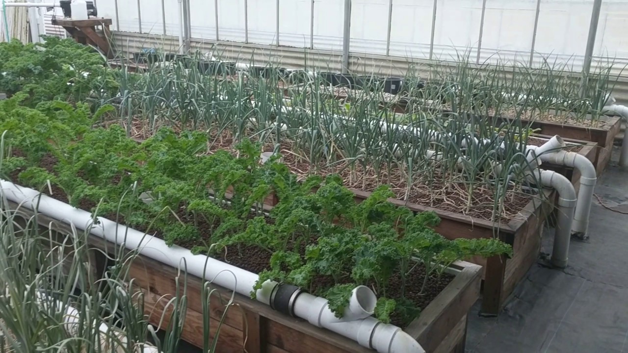 Ken from Ouroboros Explains his Commercial Aquaponics Filtration