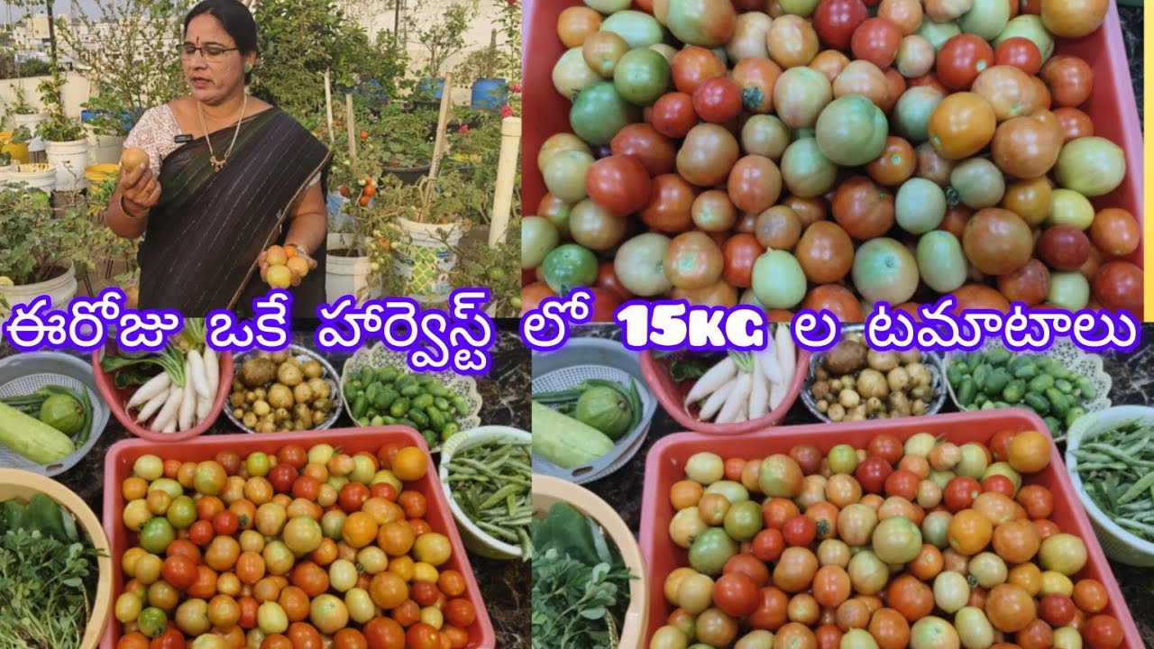 మొన్న 10 kg ల టమాటలు, మళ్ళీ ఈరోజు 15 kg ల టమాటలు, & బంగాళాదుంపల హార్వెస్ట్