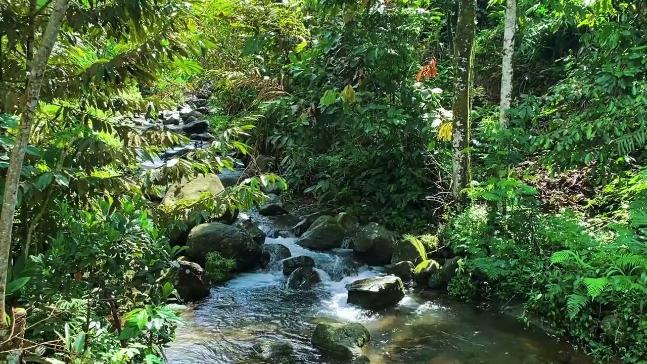 Can’t Sleep Tonight? 🌙 Let This Gentle River Be Your Natural Sleep Medicine