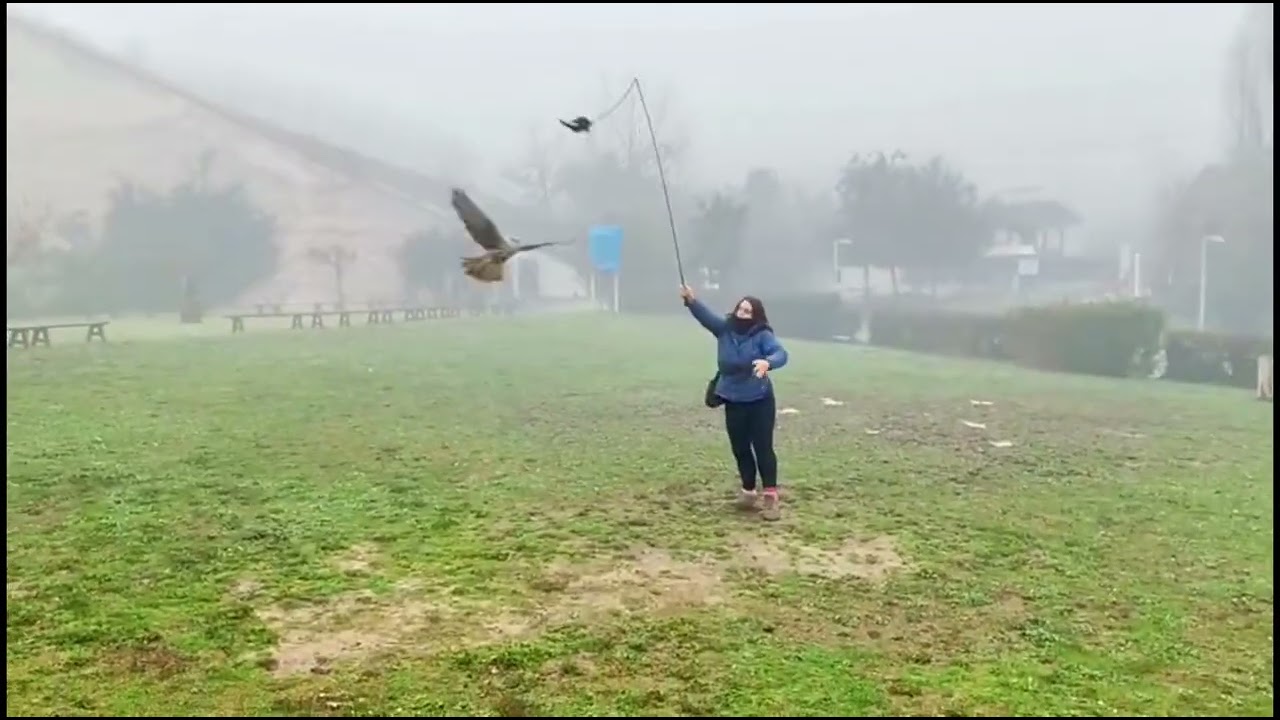 Il falco Giovanna torna a volare grazie ai falconieri di Oltremare Riccione