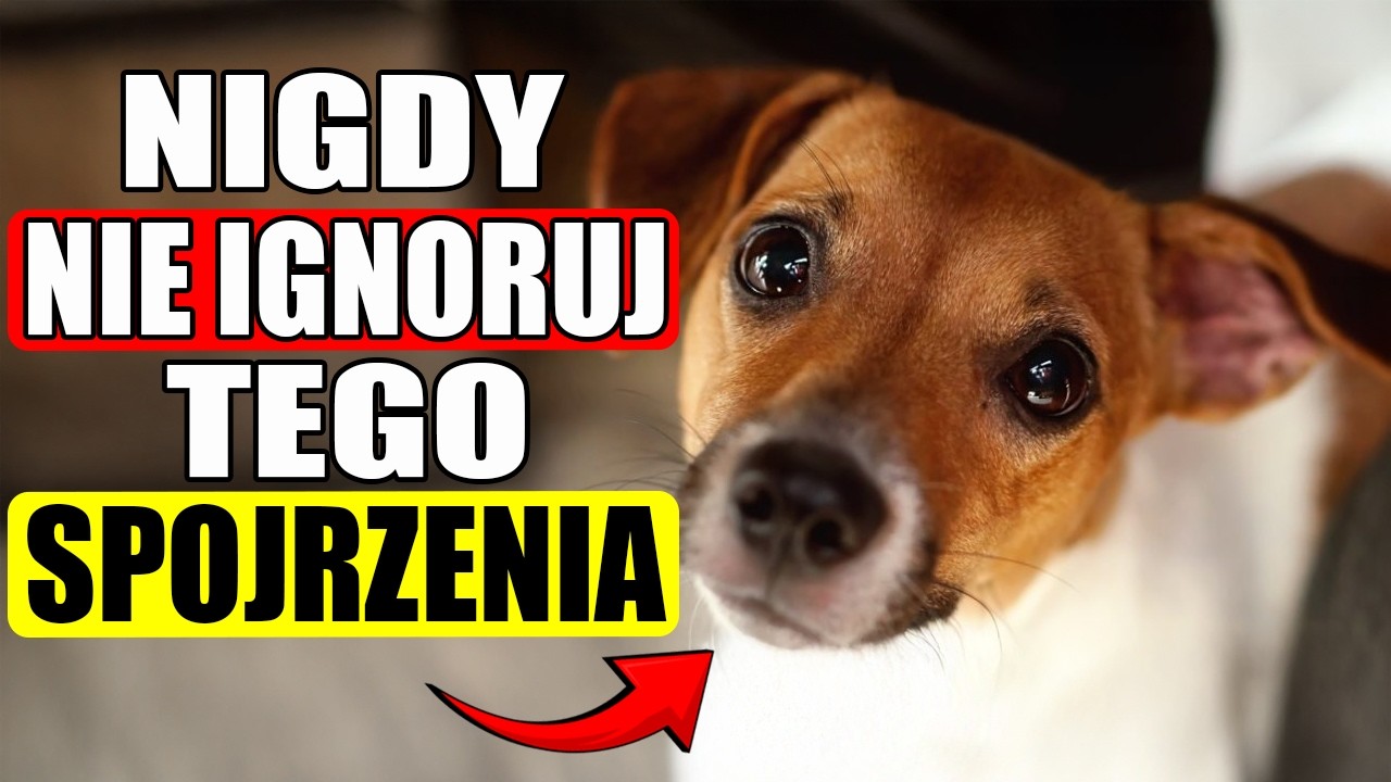 Jeśli pies patrzy Ci w oczy zbyt długo, OTO CO TO ZNACZY!