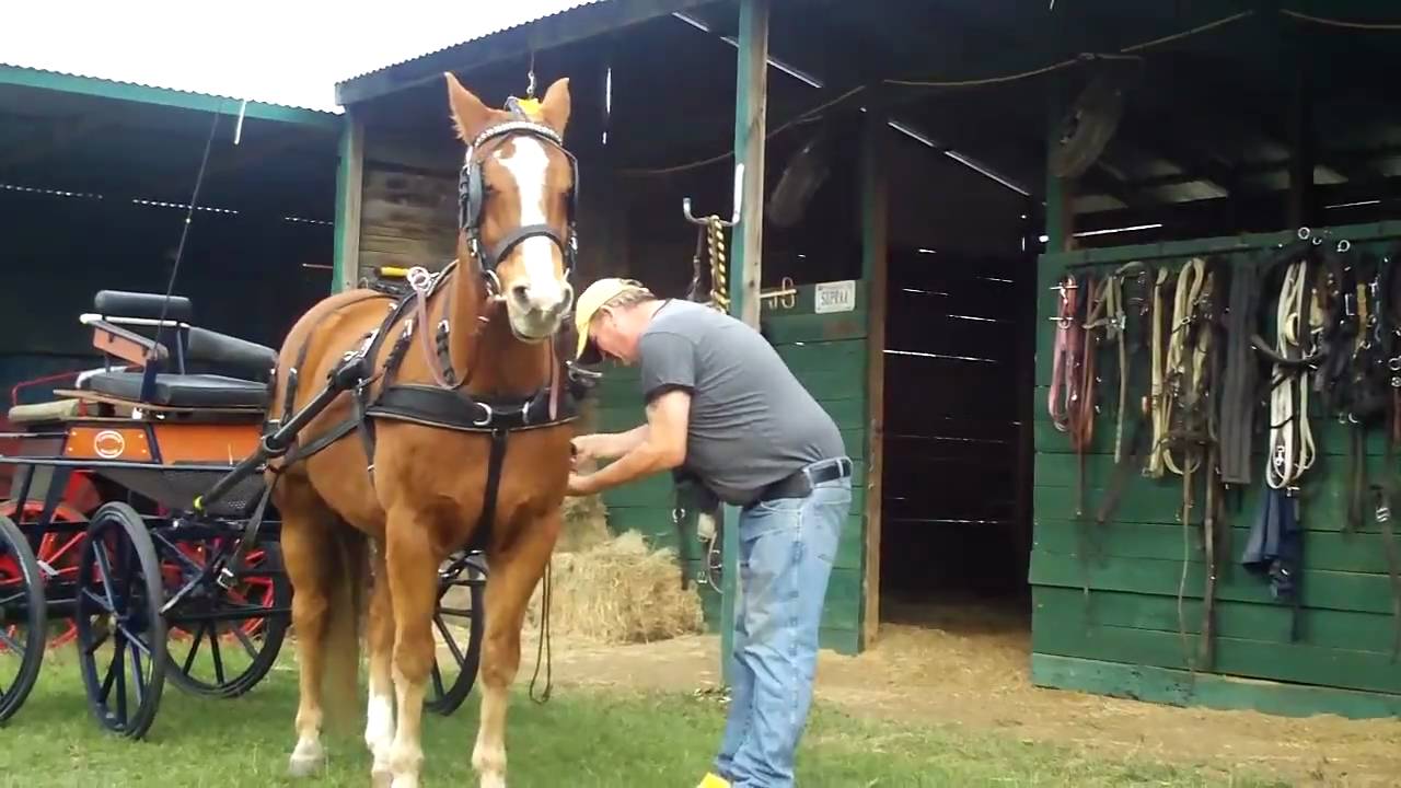 Tandem Hill Farm P2 standing in harness
